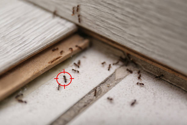 Best Pest Control Treatment  in Del Mar, CA