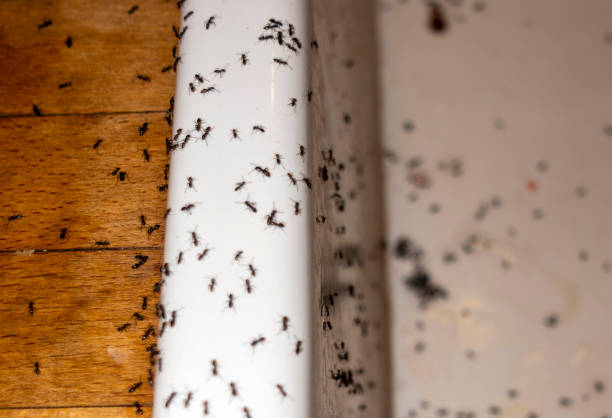 Best Ant Control Services  in Del Mar, CA