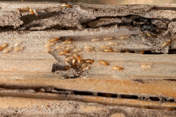 Best Wasp Removal Services  in Del Mar, CA